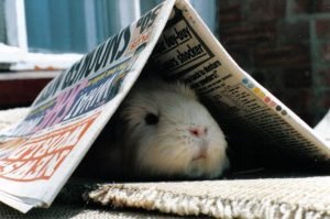 This image has an empty alt attribute; its file name is guinea-pig-hiding-under-newspaper-300x1991976563753231633221-1.jpg
